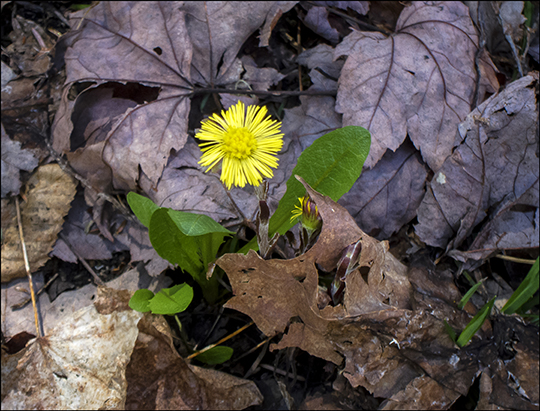 Adirondack Wildflowers:  Coltsfoot in bloom on the Barnum Brook Trail at the Paul Smiths VIC (4 May 2013)