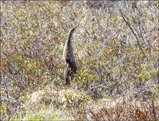 Birds of the Adirondacks:  American Bittern on Heron Marsh from the Barnum Brook Trail overlook at the Paul Smiths VIC (4 May 2013)