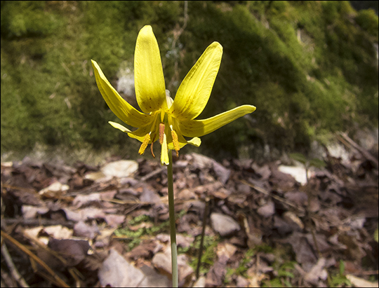 Adirondack Wildflowers:  Adder Tongue in bloom on the Boreal Life Trail at the Paul Smiths VIC (4 May 2013)