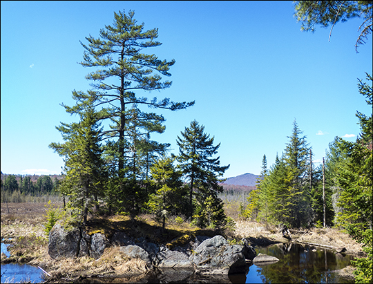 Adirondack Wetlands: Heron Marsh from the Barnum Brook Trail at the Paul Smiths VIC (4 May 2013)