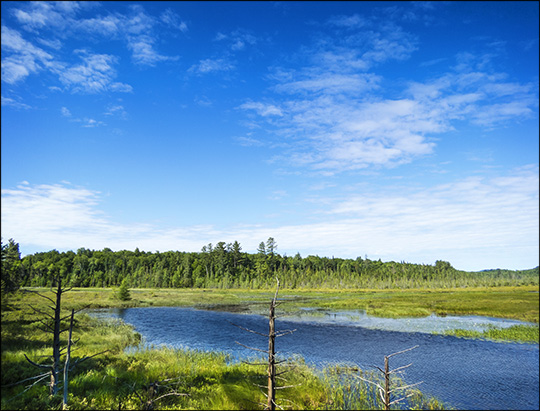 Adirondack Wetlands:  Heron Marsh from the Barnum Brook Trail (5 July 2014)