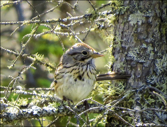 Birds of the Adirondacks:  Lincoln's Sparrow on Barnum Bog (5 July 2014)