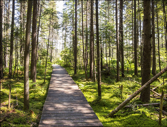 Adirondack Wetlands: Boardwalk on the Boreal Life Trail (5 July 2014)