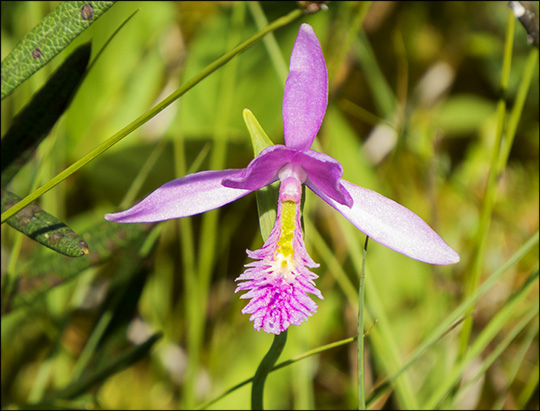 Adirondack Wildflowers: Rose Pogonia on Barnum Bog (5 July 2014)