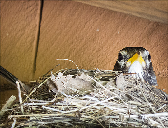 Birds of the Adirondacks:  American Robin on her nest at the VIC building (5 July 2014)