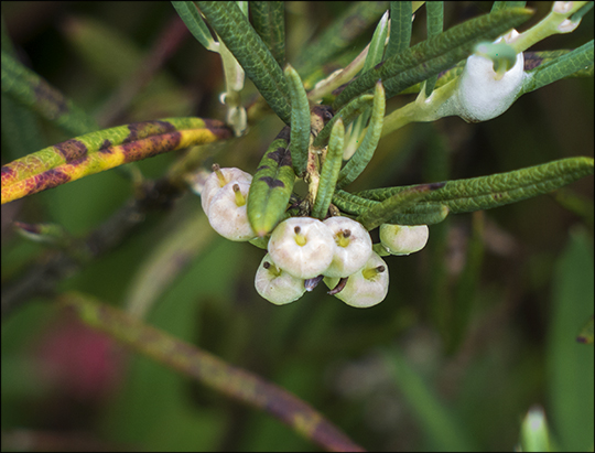 Adirondack Wetlands:  Bog Rosemary on Barnum Bog at the Paul Smiths VIC (6 July 2013)