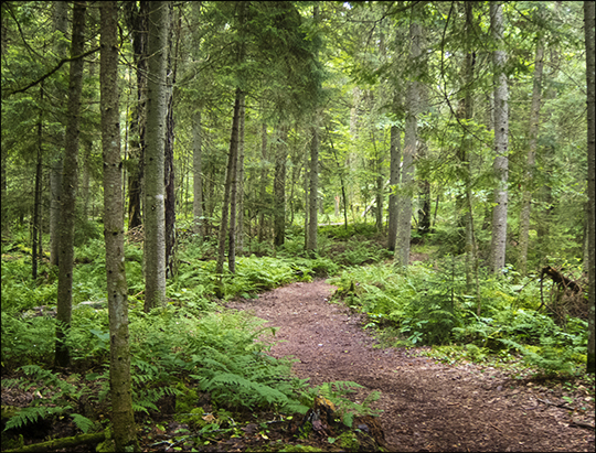 Adirondack Habitats:  Along the Boreal Life Trail at the Paul Smiths VIC (6 July 2013)