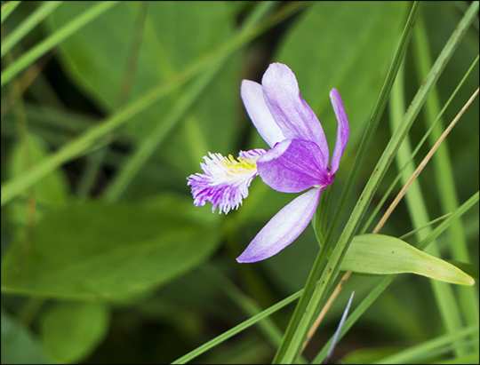 Adirondack Wildflowers:  Rose Pogonia blooming on Barnum Bog at the Paul Smiths VIC (6 July 2013)