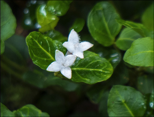 Adirondack Wildflowers: Partridgeberry in bloom on the Boreal Life Trail at the Paul Smiths VIC (6 July 2013)