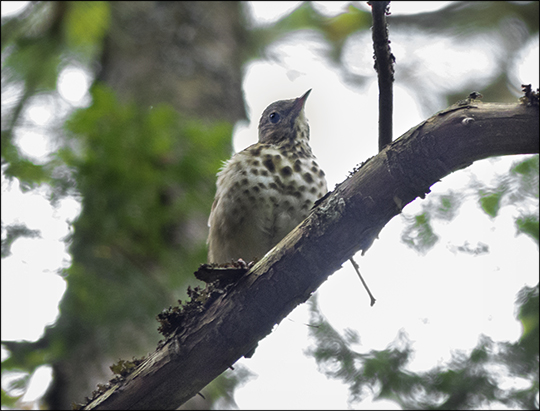 Birds of the Adirondacks: Hermit Thrush on the Heron Marsh Trail (7 September 2013)