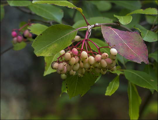 Adirondack Shrubs: Wild Raisin on the Heron Marsh Trail (7 September 2013