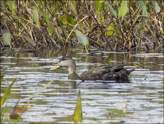 Birds of the Adirondacks: American Black Duck on Heron Marsh (7 September 2013)