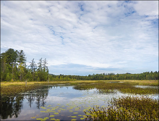 Adirondack Wetlands: Heron Marsh from the floating bridge (7 September 2013)