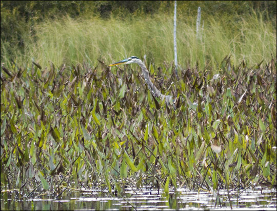 Birds of the Adirondacks: Great Blue Heron on Heron Marsh (7 September 2013)