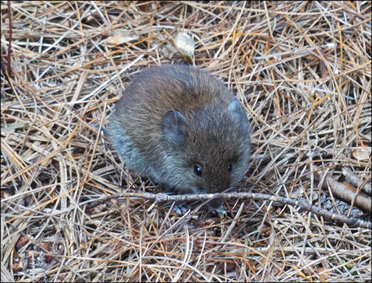 Adirondack Mammals: Red-backed Vole on the Heron Marsh Trail (7 September 2013)