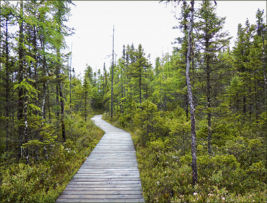 Adirondack Habitats:  Boreal Life Trail boardwalk across Barnum Bog at the Paul Smiths VIC (8 June 2013)