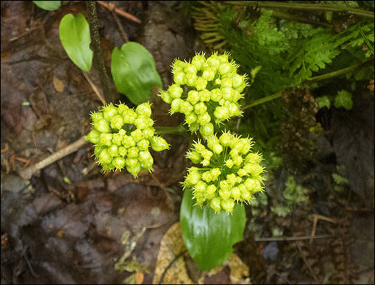 Adirondack Wildflowers:  Wild Sarsaparilla in bloom at the Paul Smiths VIC (8 June 2013)