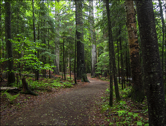 Adirondack Habitats:  Mixed hardwood/conifer forest on the Barnum Brook Trail (8 June 2013)