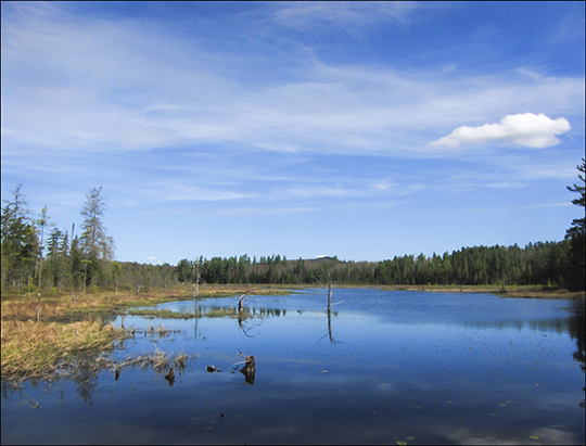 Adirondack Wetlands:  Heron Marsh from the Floating Bridge on the Silviculture Trail at the Paul Smiths VIC (8 May 2013)