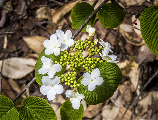 Witch Hobble in bloom along the Heron Marsh Trail at the Paul Smiths VIC (8 May 2013)