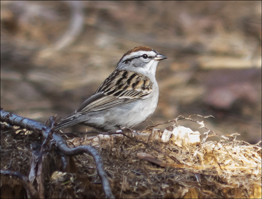 Birds of the Adirondack Park:  Chipping Sparrow at the Paul Smiths VIC (8 May 2013)