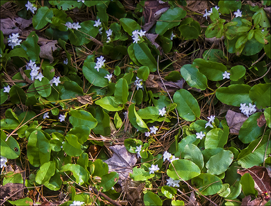 Wildflowers of the Adirondack Park:  Trailing Arbutus along the Heron Marsh Trail at the Paul Smiths VIC (8 May 2013)