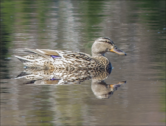 Birds of the Adirondack Park:  Female Mallard on Heron Marsh at the Paul Smiths VIC (8 May 2013)