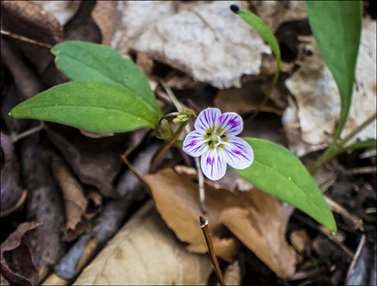 Wildflowers of the Adirondack Park: Carolina Springbeauty in bloom along the Heron Marsh Trail at the Paul Smiths VIC (8 May 2013)