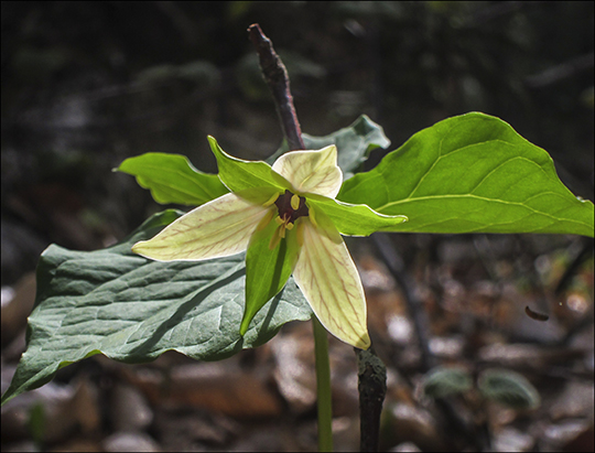 Wildflowers of the Adirondack Park:  Yellow form of the Purple Trillium along the Heron Marsh Trail at the Paul Smiths VIC