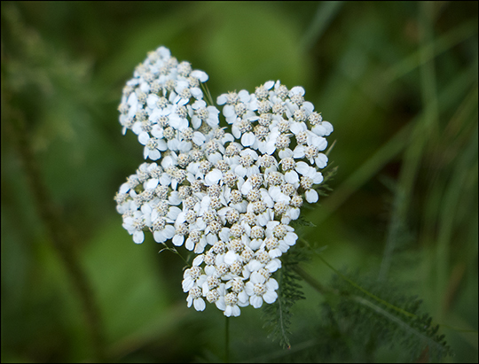 Adirondack Wildflowers: Yarrow blooming on the Heron Marsh Trail (20 July 2013)