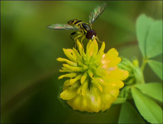 Adirondack Wildflowers:  Hop Clover on the Heron Marsh Trail (20 July 2013