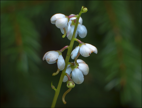 Adirondack Wildflowers:  Shinleaf on the Heron Marsh Trail (20 July 2013)