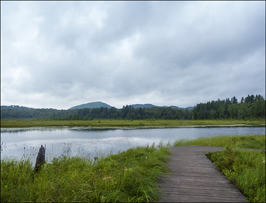 Adirondack Wetlands:  Heron Marsh Trail Overlook (20 July 2013)