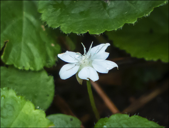 Adirondack Wildflowers: Dewdrop on the Heron Marsh Trail (20 July 2013)