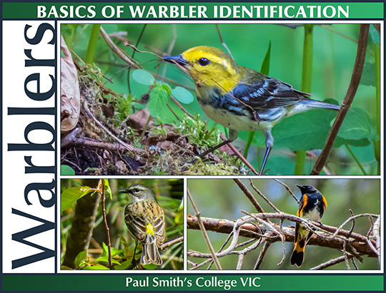 Birds of the Adirondacks: Basics of Warbler Identification (20 June 2015)