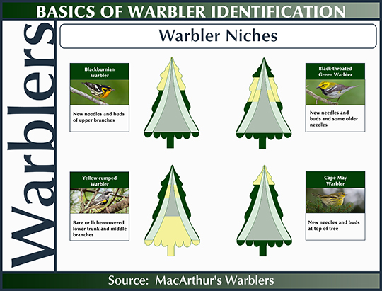 Birds of the Adirondacks:  Warbler Niches (20 June 2015)