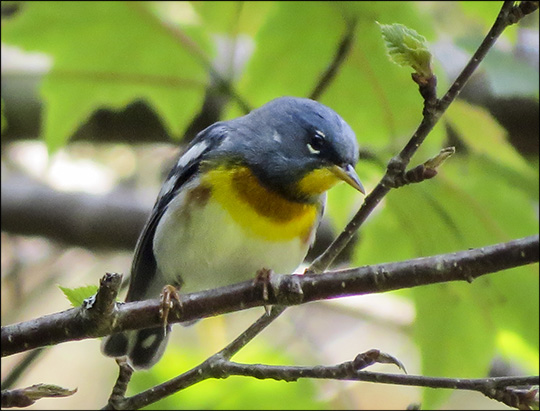 Birds of the Adirondacks: Northern Parula on territory on the Loggers Loop Trail at the Paul Smiths VIC (20 June 2015)