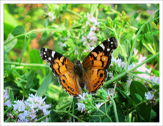 Butterflies of the Adirondack Mountains: American Lady (Vanessa virginiensis) at the Paul Smiths VIC Native Species Butterfly House (4 August 2012)