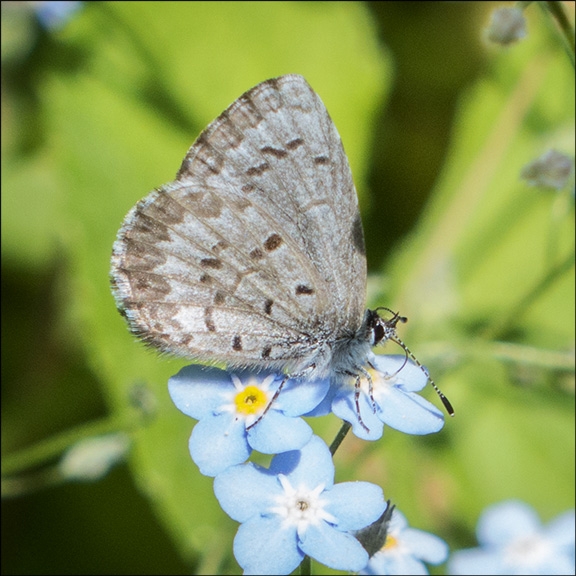Butterflies of the Adirondacks: Spring Azure at the Paul Smiths VIC Butterfly House (22 June 2014)