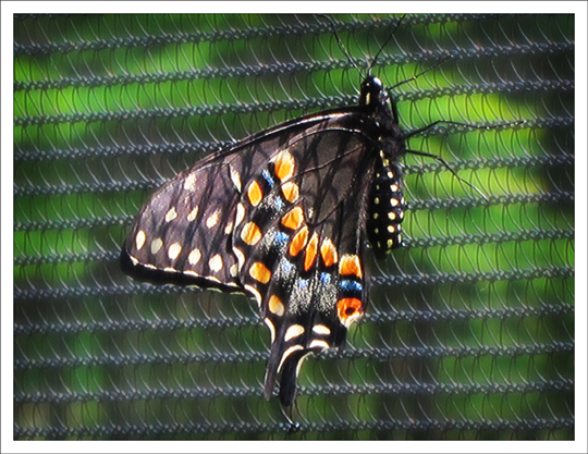 Butterflies of the Adirondack Mountains: Black Swallowtail (Papilio polyxenes) at the Paul Smiths VIC Native Species Butterfly House (4 August 2012)