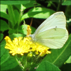 Adirondack Butterflies -- Cabbage White in the Paul Smiths Butterfly House (16 June 2012)