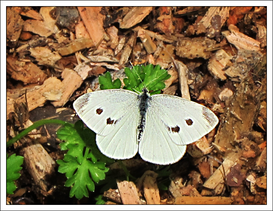 Butterflies of the Adirondack Mountains: Cabbage White (Pieris rapae) in the Paul Smiths VIC Native Species Butterfly House (16 June 2012)