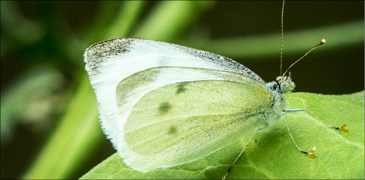 Butterflies of the Adirondack Mountains: Cabbage White in the Paul Smiths VIC Native Species Butterfly House (19 July 2014)