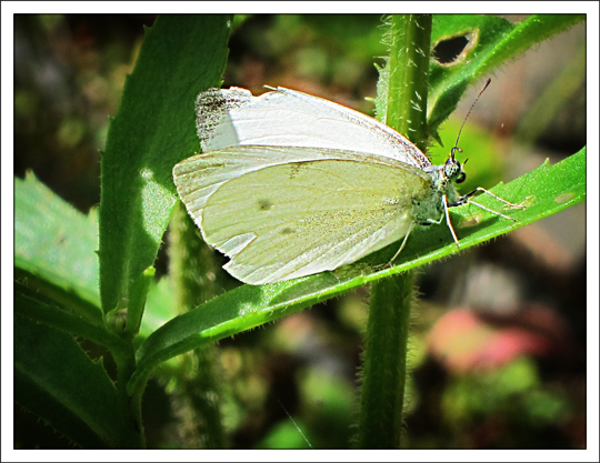 Butterflies of the Adirondack Mountains: Cabbage White (Pieris rapae) in the Paul Smiths VIC Native Species Butterfly House (9 September 2012)