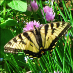 Adirondack Butterflies -- Canadian Tiger Swallowtail in the Paul Smiths Butterfly House (9 June 2012)