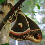 Adirondack Butterflies -- Cecropia Moth in the Paul Smiths Butterfly House (16 June 2012)
