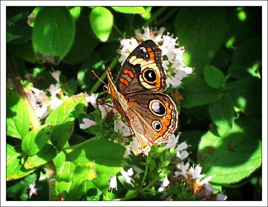 Butterflies of the Adirondack Mountains: Common Buckeye (Junonia coenia) in the Paul Smiths VIC Native Species Butterfly House (25 August 2012)