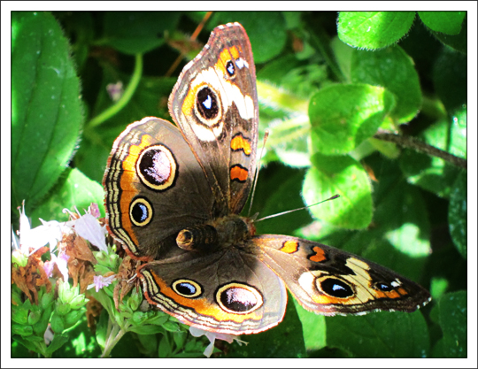 Butterflies of the Adirondack Mountains: Common Buckeye (Junonia coenia) in the Paul Smiths VIC Native Species Butterfly House (25 August 2012)