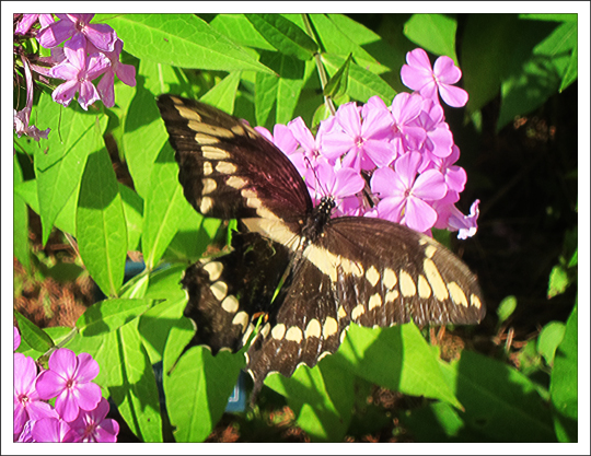 Butterflies of the Adirondack Mountains: Giant Swallowtail (Papilio cresphontes) in the Paul Smiths VIC Native Species Butterfly House (4 August 2012)