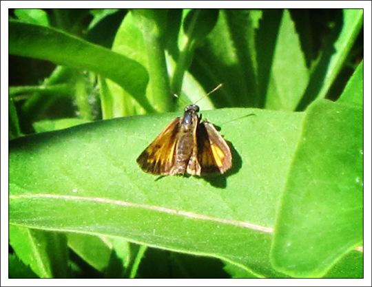 Butterflies of the Adirondack Mountains: Hobomok Skipper (Poanes hobomok) in the Paul Smiths VIC Native Species Butterfly House (14 June 2012)